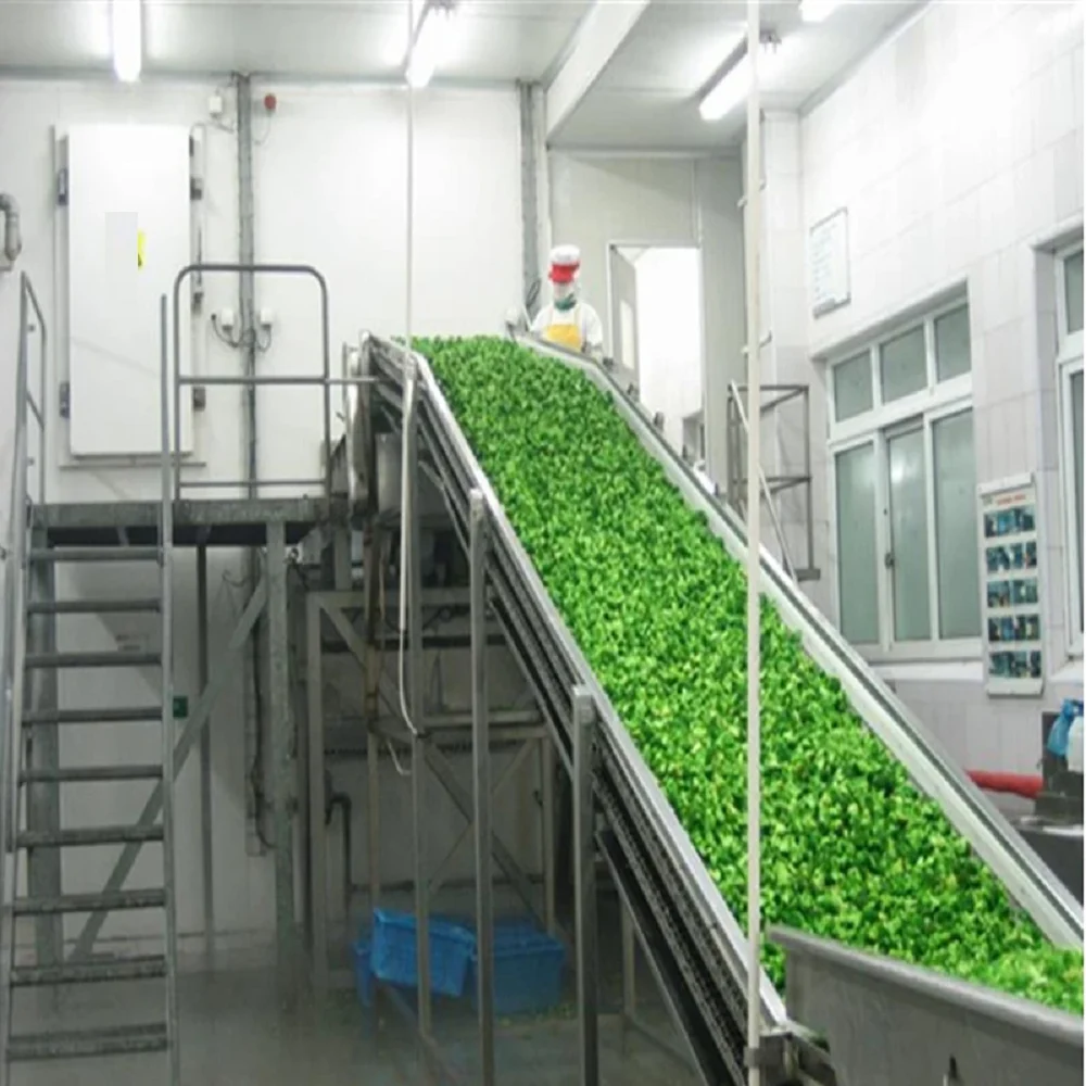Industrial fruit and vegetable bubble washing machine with conveyor by Procon Ventures (OPC) Private Limited.